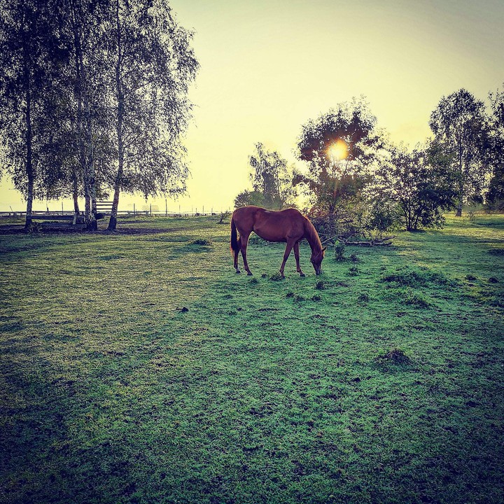 horse