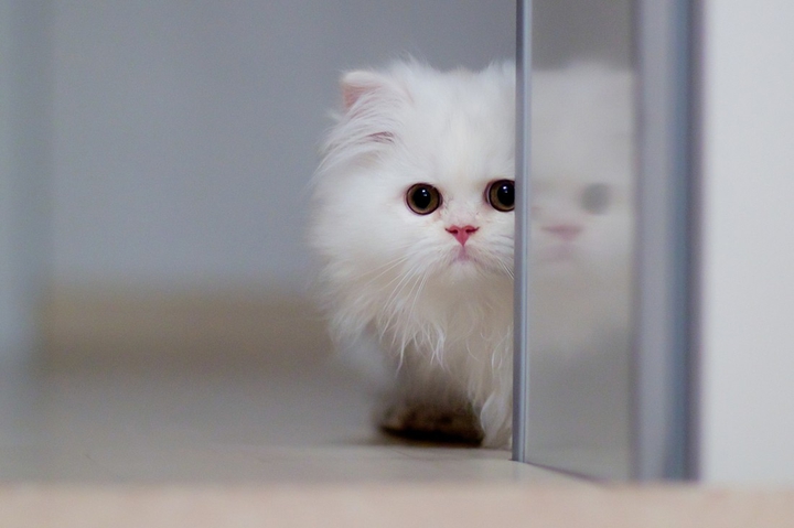 cat