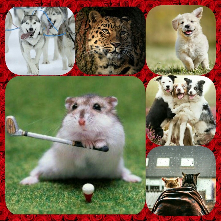 animals