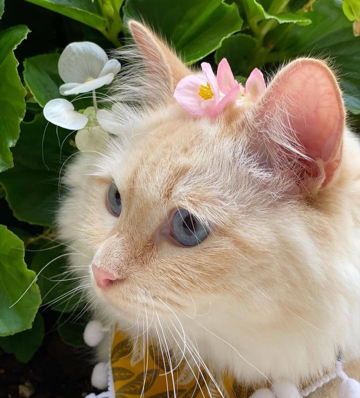 cat