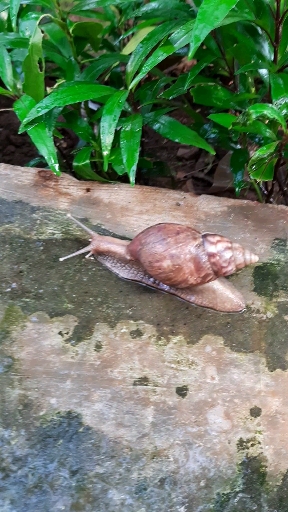 snail