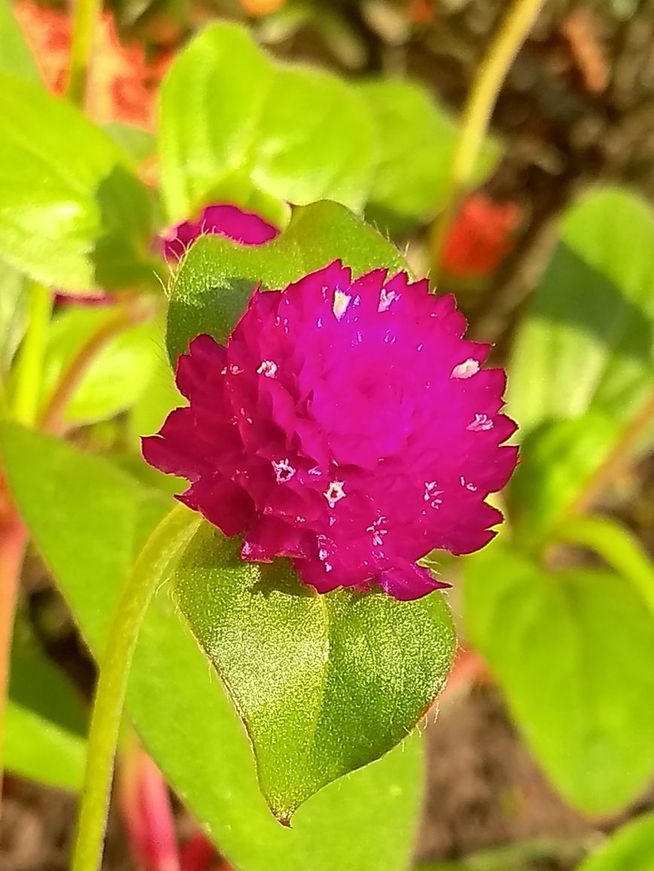 flor