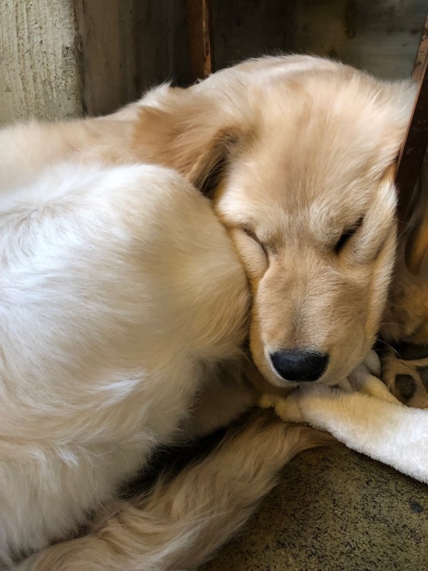 Sleeping Retriever