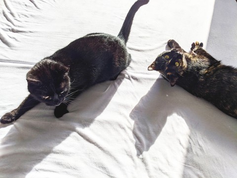 Katzen