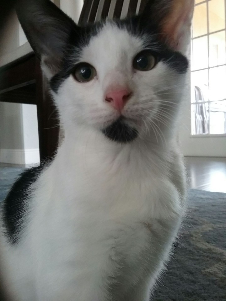 Pretty Kitty