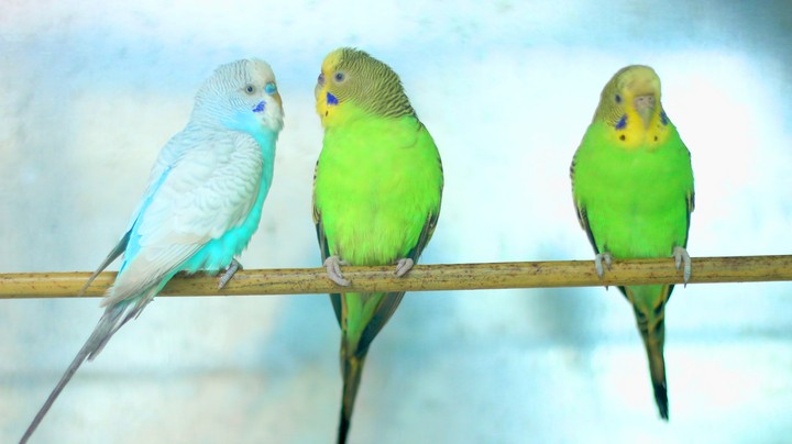 love- birds