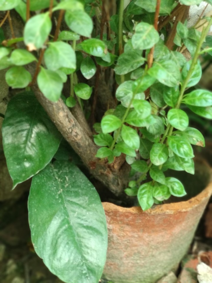 leaf