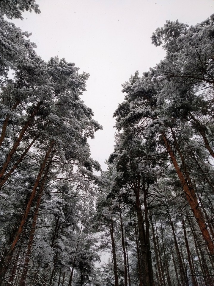 лес