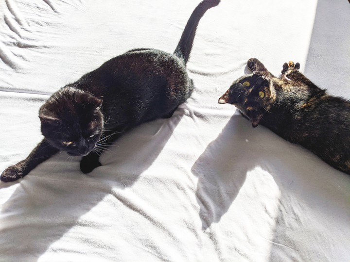 Katzen