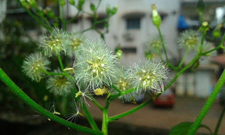 Flora