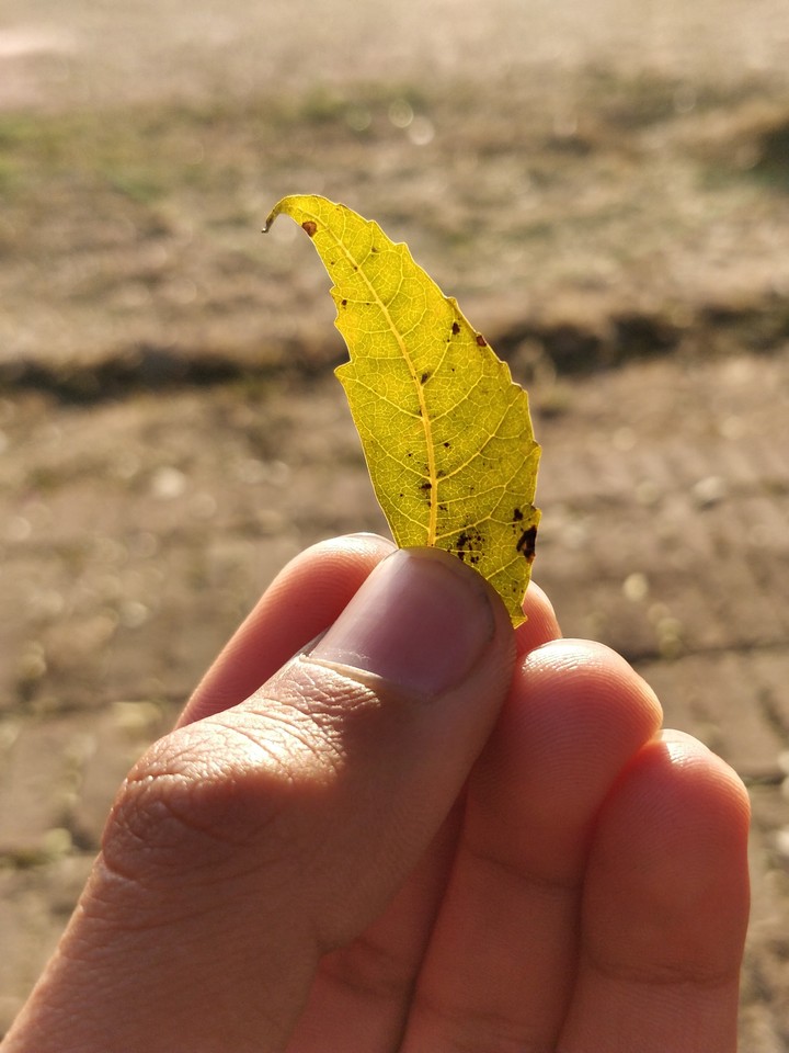 Just a leaf from an unknown tree