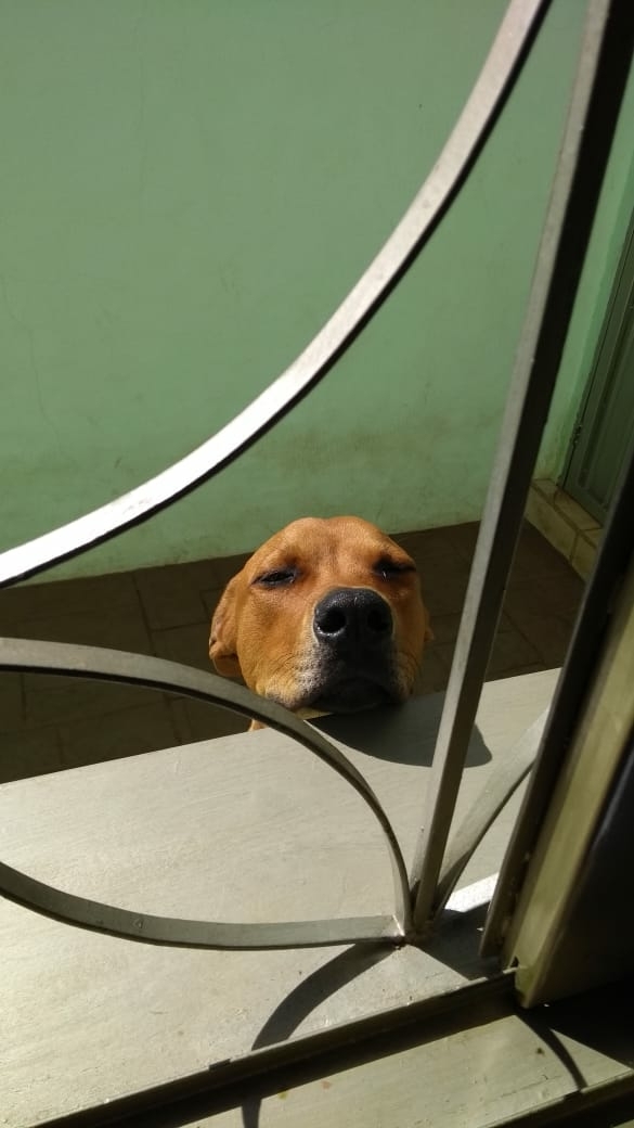 biscoito nome do cão