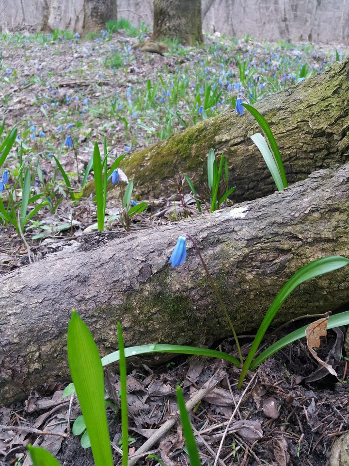 spring