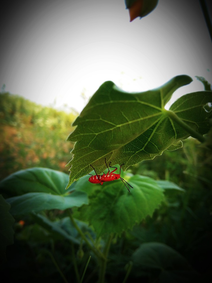 insects sit on the plant
