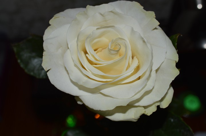 white rose