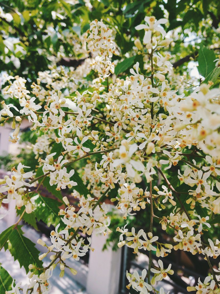 neem