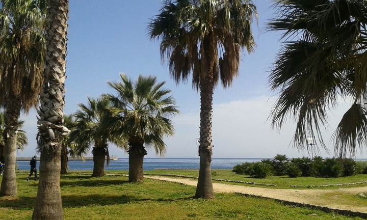 Palm Trees at the Foro Italico