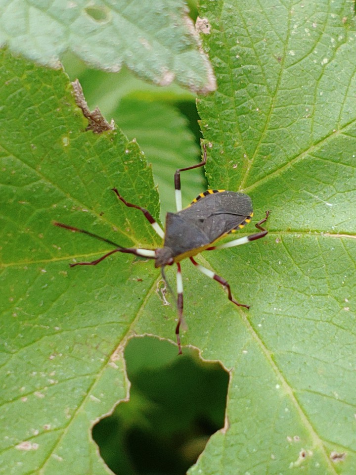 .