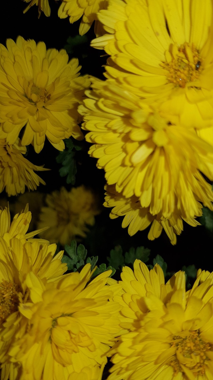 jaune