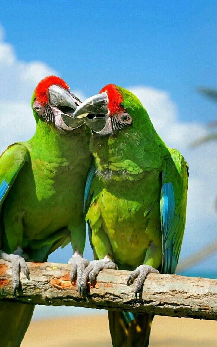 perroquets