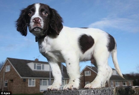ταπετσαρίες dog, spaniel