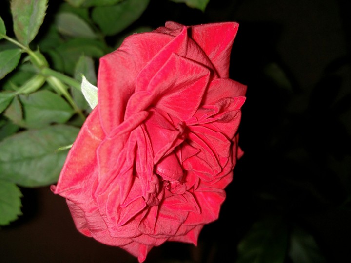Love and peace