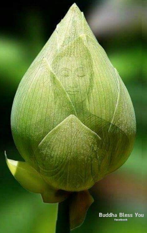 Buddha bless you