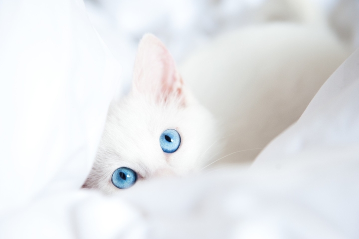 котик