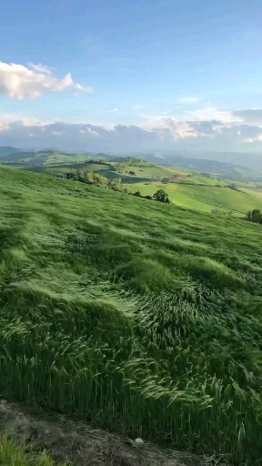 grass wavings in spring