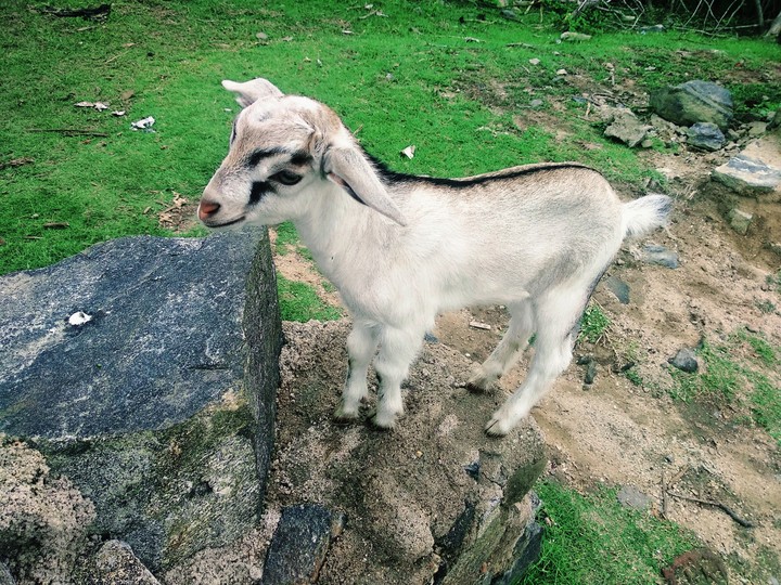 lamb