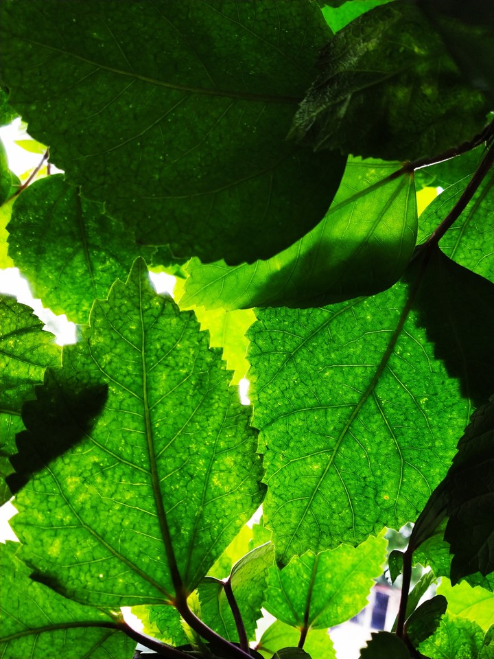 leaves clicked by me