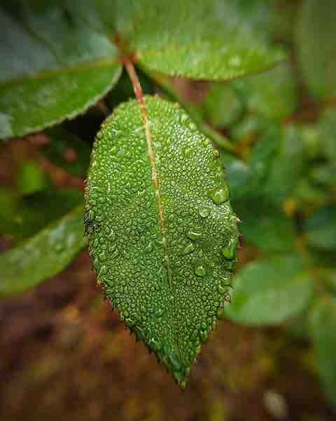 leaf