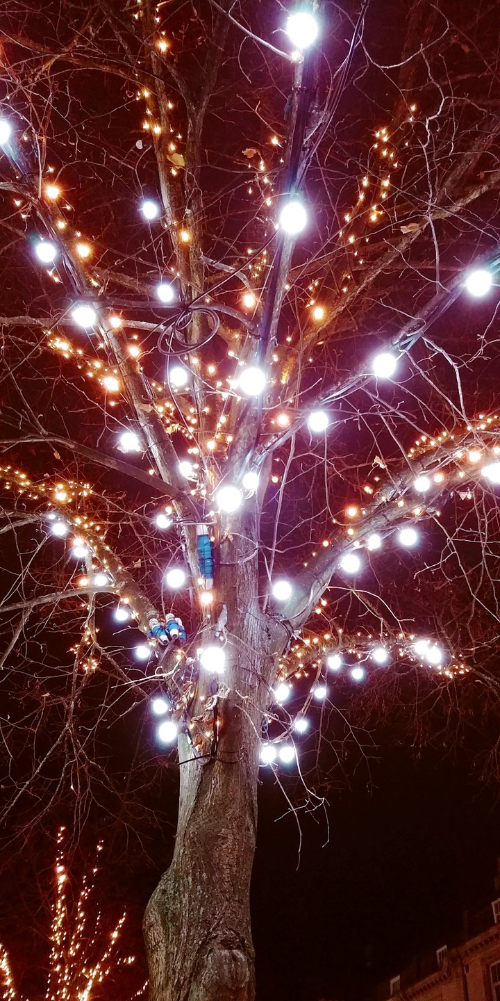 tree of lights