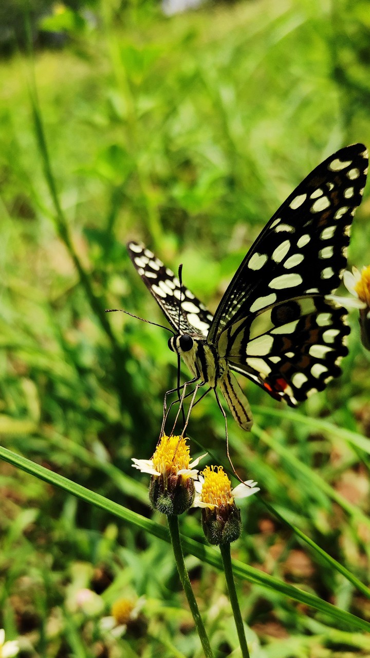 butterfly