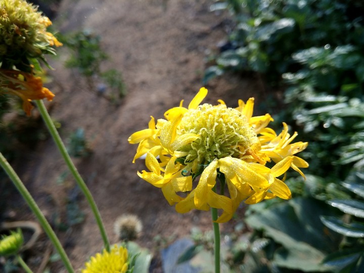 #mobilephotography #nature #flower