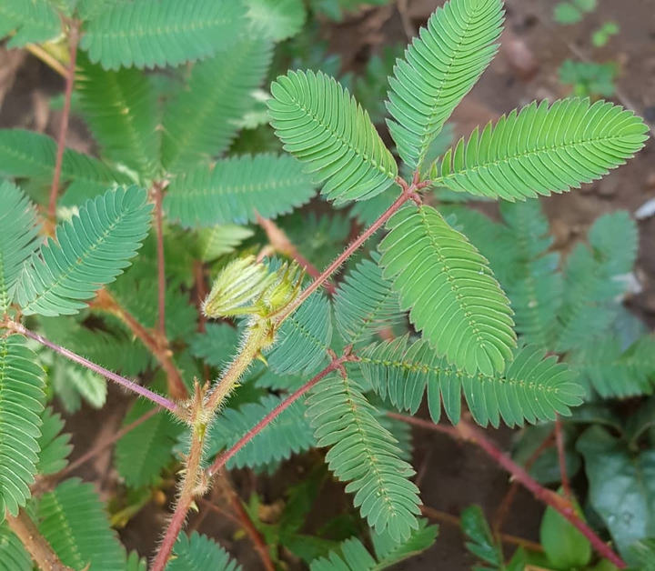 do not touch me plant