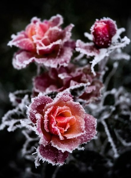 rose
