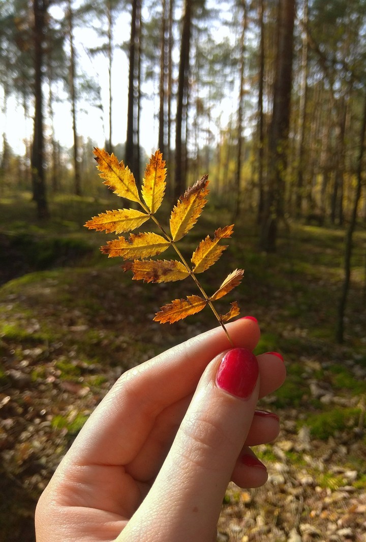 autumn leaves