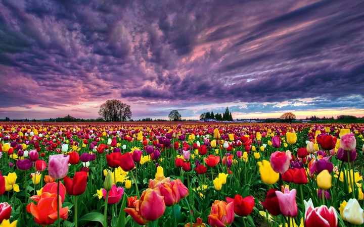 tulips ❣️?