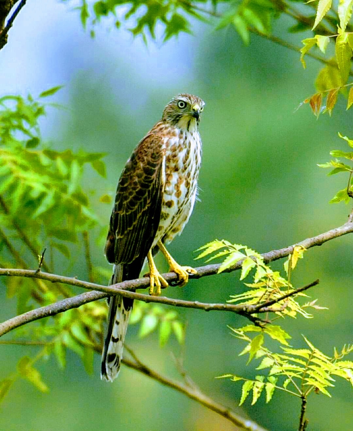Perched