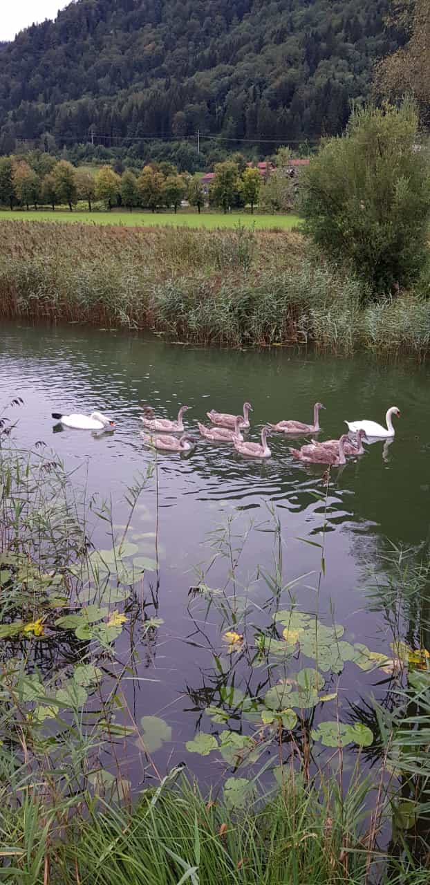 Große Family