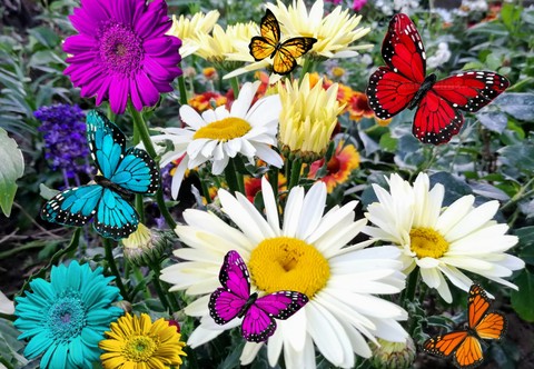 Blumenwiese und Schmetterlinge