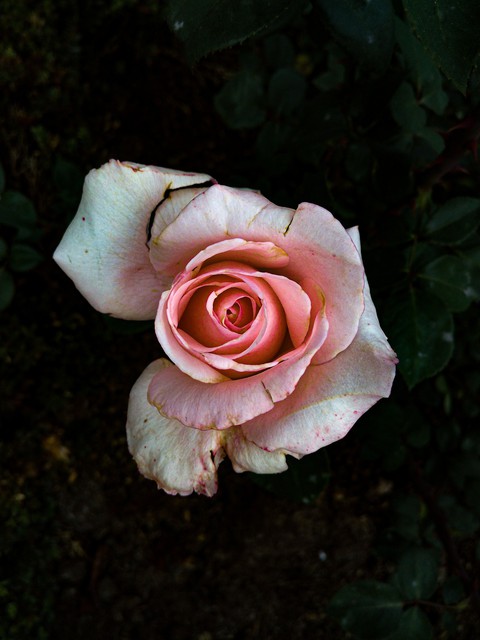 шпалери rose, plant