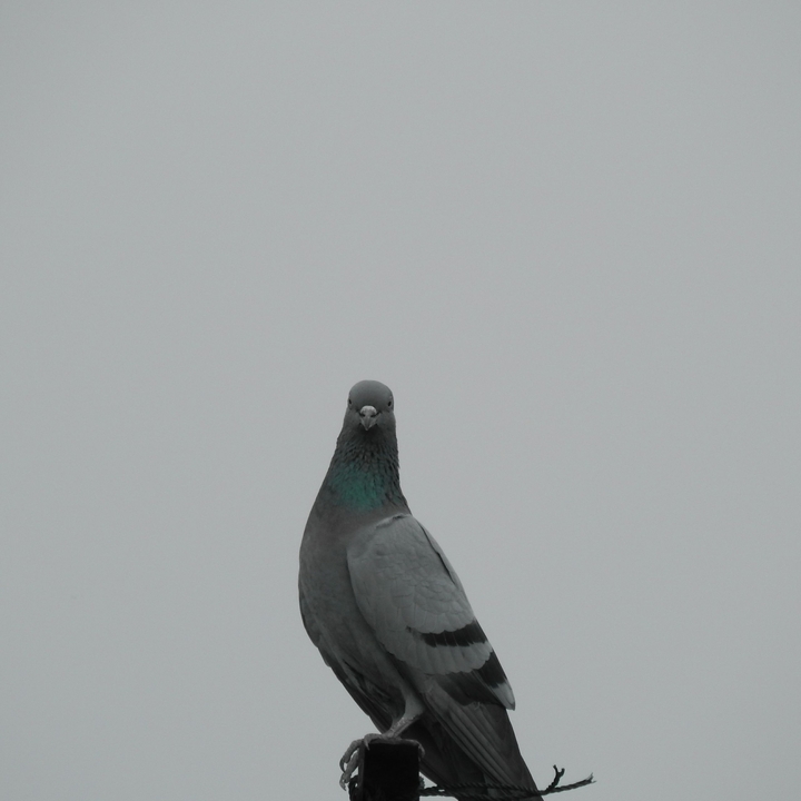 Pigeon