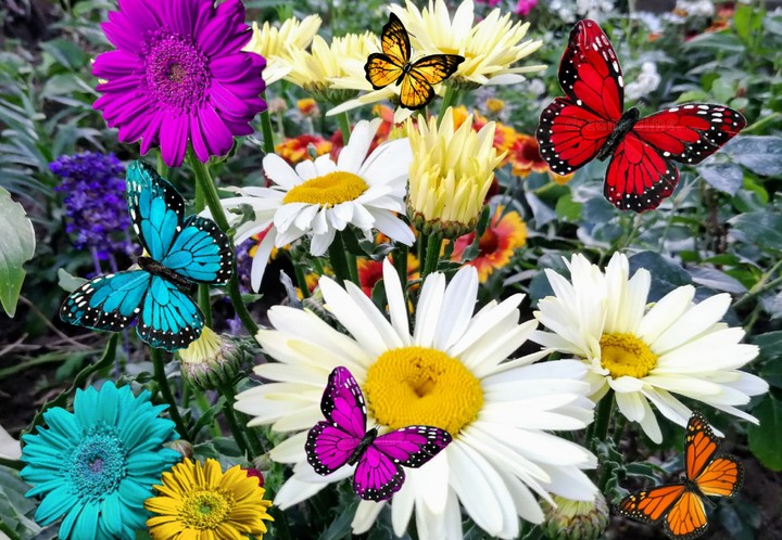 Blumenwiese und Schmetterlinge