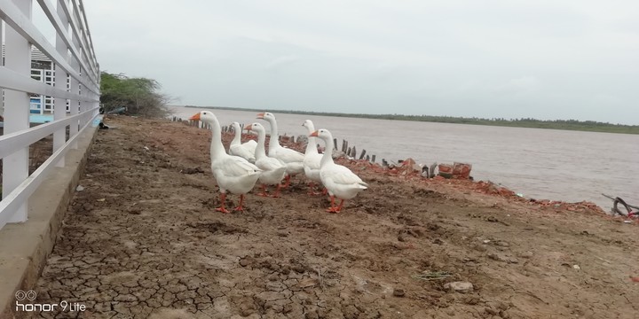 ducks