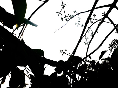 plant, branch wallpapers