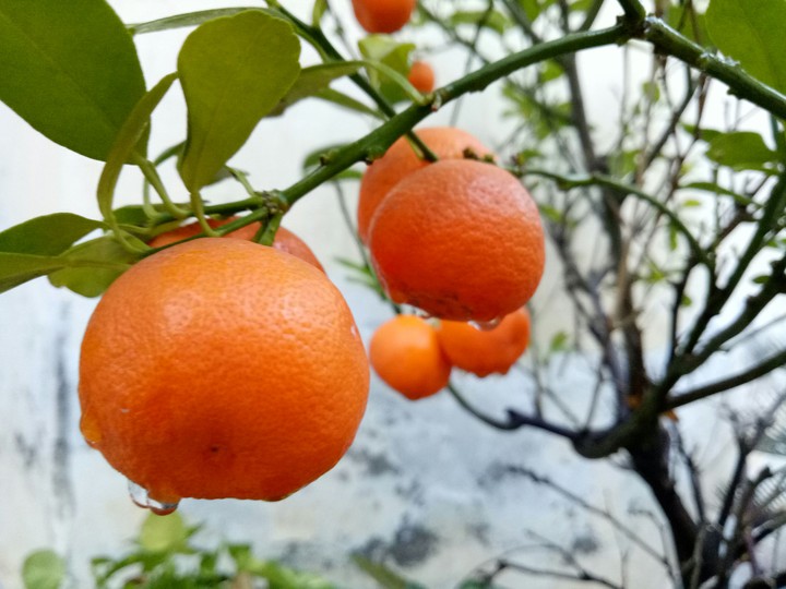 rain rain orange away(copyright)