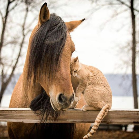 ~♡ Differences can be enchanting when you can see beyond ♡~