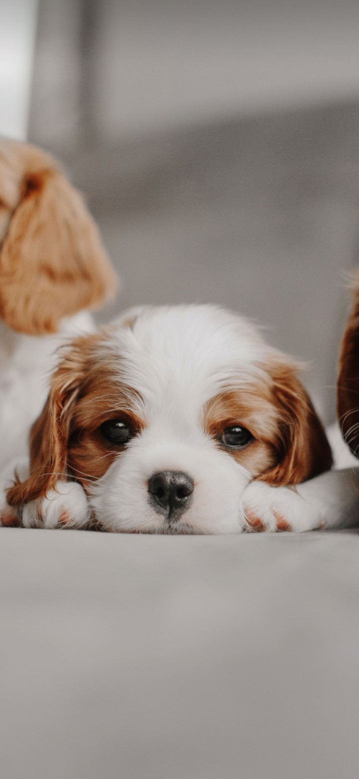 Cute dog